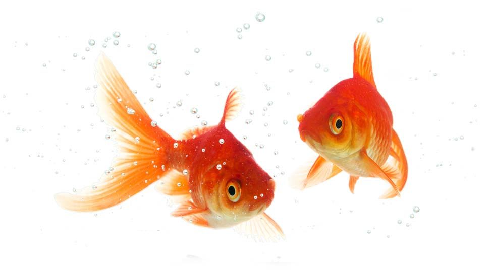 pet industry goldfish