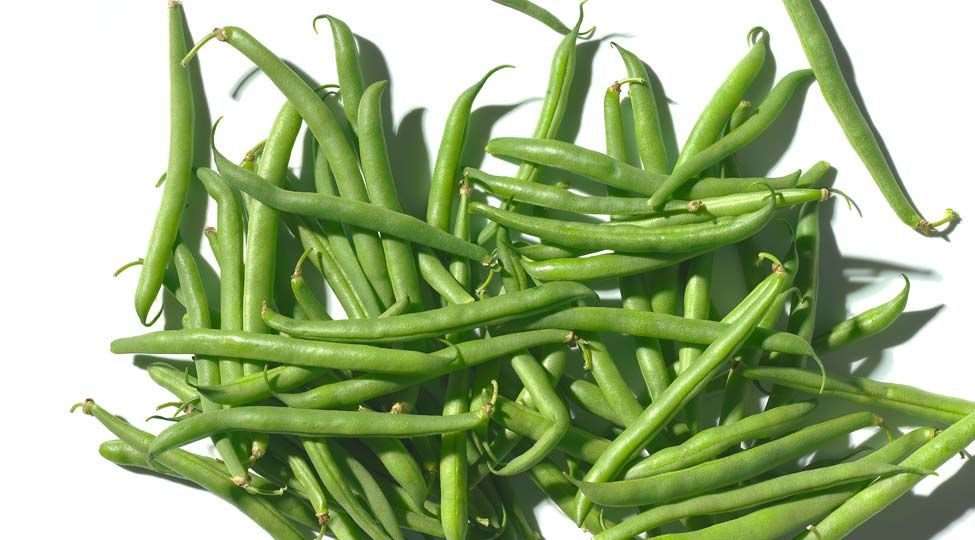 food industry fresh green beans